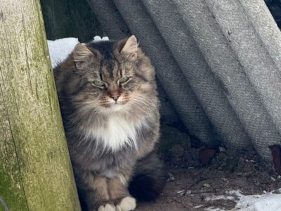Pūkains pelēkbrūns svītrains kaķis ar baltu krūti un ķepām sēž uz zemes, blakus vecam koka stabam un zem viļņotām pelēkām loksnēm. Kaķim ir zaļas acis un nopietna izteiksme, un apkārt ir sniegs.